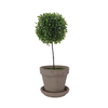 Potted Boxwood Topiary Ball
