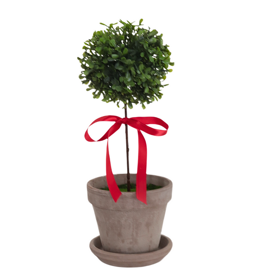 Potted Boxwood Topiary Ball