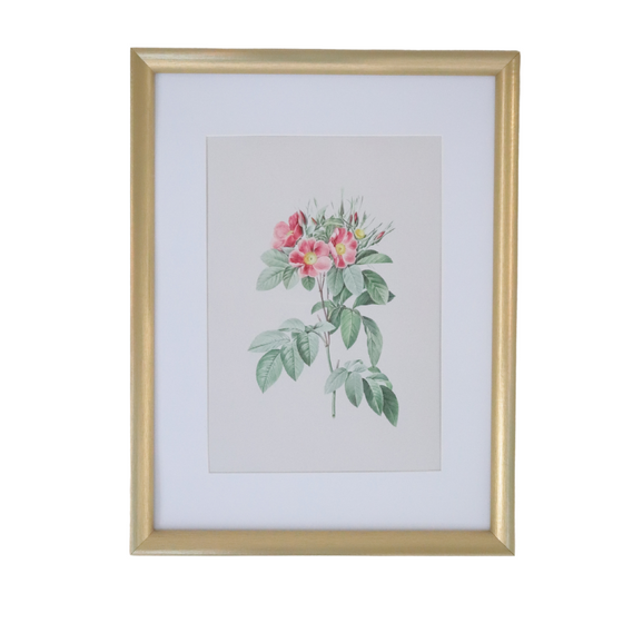 Vintage Botanical Framed Canvas Prints