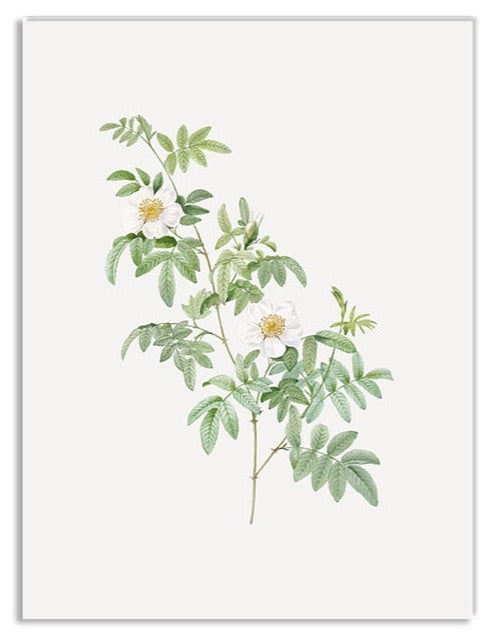 Vintage Botanical Framed Canvas Prints