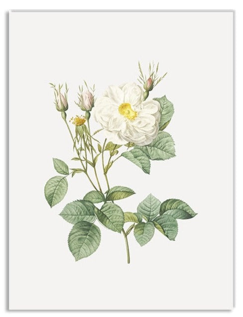 Vintage Botanical Framed Canvas Prints