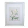 Vintage Botanical Framed Canvas Print White Frame with white rose